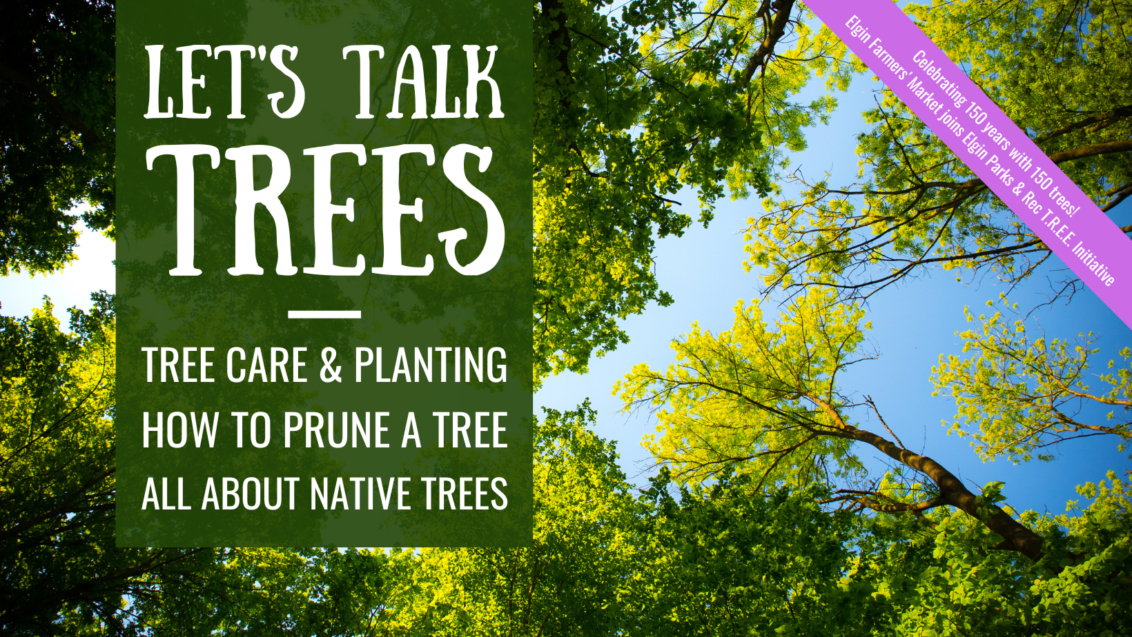 Let's talk trees!